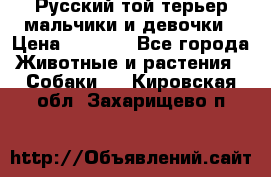 Русский той-терьер мальчики и девочки › Цена ­ 8 000 - Все города Животные и растения » Собаки   . Кировская обл.,Захарищево п.